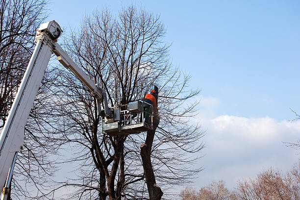 Trusted Eagle Point, OR Tree Services Experts